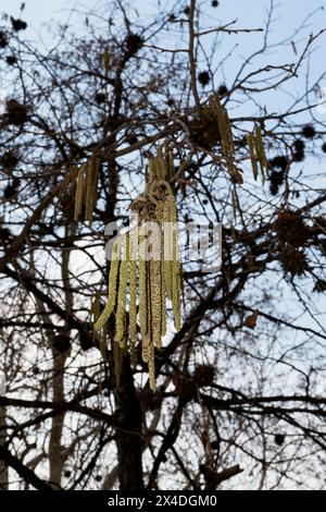 Corylus colurna  tree in bloom Stock Photo