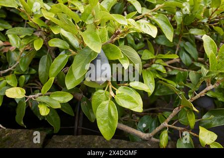 Ficus pumila branch close up with fruit Stock Photo