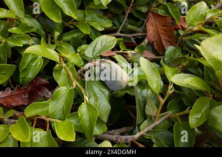 Ficus pumila branch close up with fruit Stock Photo