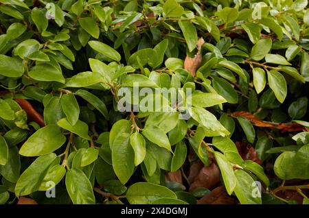 Ficus pumila branch close up with fruit Stock Photo