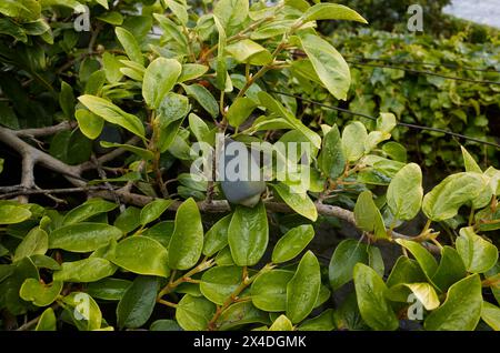 Ficus pumila branch close up with fruit Stock Photo