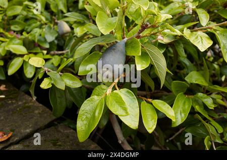 Ficus pumila branch close up with fruit Stock Photo