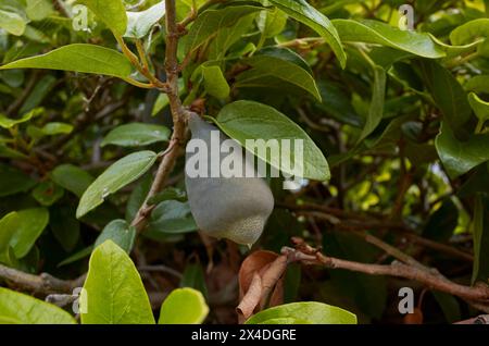 Ficus pumila branch close up with fruit Stock Photo