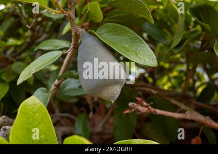 Ficus pumila branch close up with fruit Stock Photo