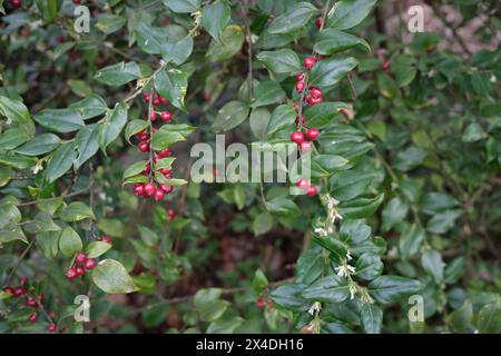 Sarcococca ruscifolia branch close up Stock Photo