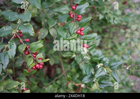 Sarcococca ruscifolia branch close up Stock Photo