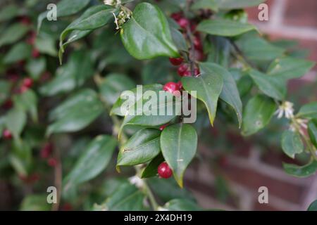 Sarcococca ruscifolia branch close up Stock Photo