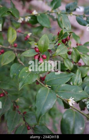 Sarcococca ruscifolia branch close up Stock Photo