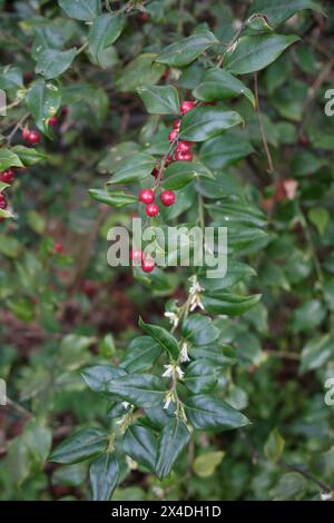 Sarcococca ruscifolia branch close up Stock Photo