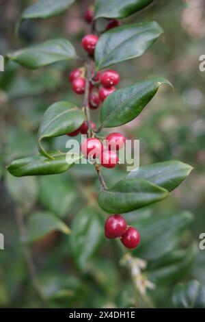 Sarcococca ruscifolia branch close up Stock Photo