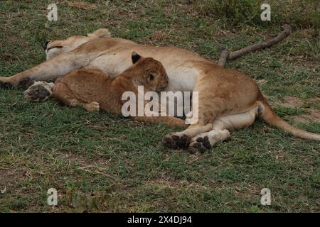 Lion Cub Suckling, Tanzania Stock Photo