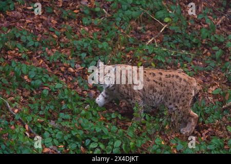 Portrait of a European lynx, walking. Bayerischer Wald National Park, Bavaria, Germany. Stock Photo