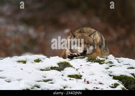Sleeping Wolf, Bayerischer Wald, Bavaria, Germany Stock Photo - Alamy