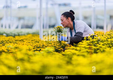 A Colombian farm worker collects chrysanthemum flowers at a cut flower farm in Rionegro, Colombia, on March 15, 2024. Stock Photo