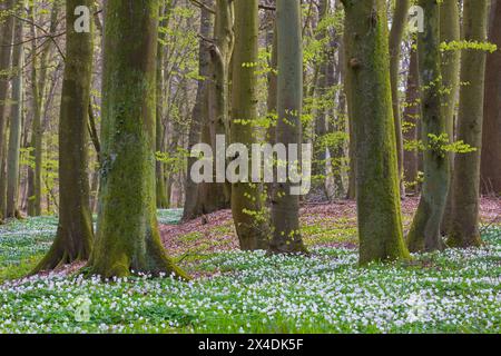 Wood anemones (Anemonoides nemorosa / Anemone nemorosa) flowering in broadleaved forest with beech trees in spring Stock Photo