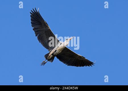 Grey heron (Ardea cinerea) in flight against blue sky Stock Photo