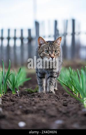 Focused tabby cat prowls through garden rows, with green shoots of plants emerging from the soil, set against a rustic wooden fence background. Stock Photo
