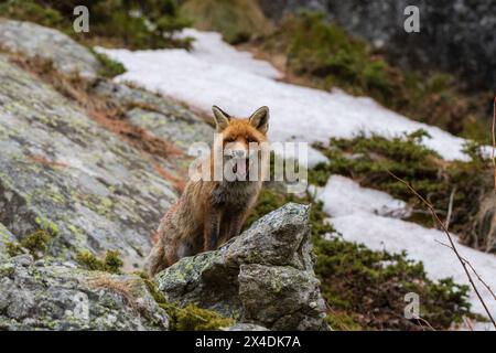 A red fox, Vulpes vulpes, on a rock yawning while looking at the camera. Aosta, Valsavarenche, Gran Paradiso National Park, Italy. Stock Photo