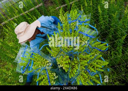 A Colombian farm worker carries bouquets of snapdragon flowers at a cut flower farm in Rionegro, Colombia, on March 15, 2024. Stock Photo