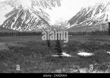 Elk grazing on the range in remote Alaskan landscape. Stock Photo