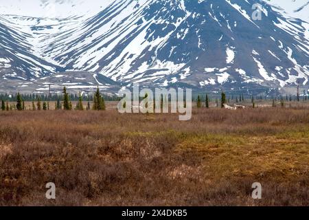 Elk grazing on the range in remote Alaskan landscape. Stock Photo