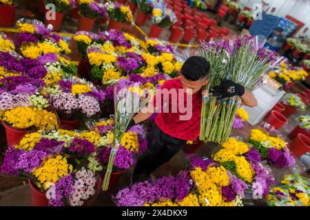 A Colombian farm worker carries bouquets of flowers in the processing plant at a cut flower farm in Rionegro, Colombia, on March 15, 2024. Stock Photo