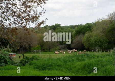 A small flock of sheep on a green meadow on the outskirts of a village. High quality photo Stock Photo