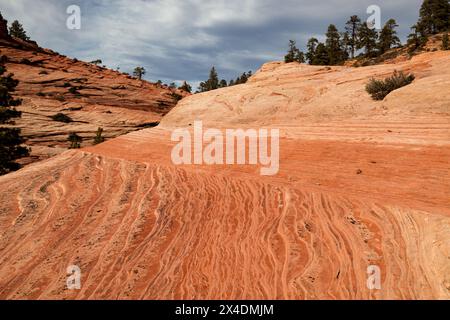 Ancient sediment rock eroded by time and weather into unique sculptures that decorate the landscape in the Kolob Terrace area of Zion National Park, U Stock Photo