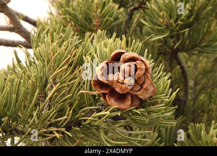 Close-up open Two-Needle Pinyon (Pinus edulis) pine cone with nuts, Utah Stock Photo