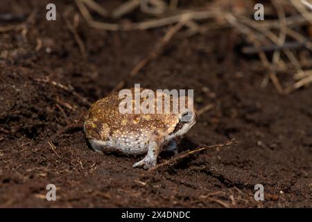 A Bushveld rain frog, also known as a common rain frog (Breviceps adspersus), using its hindlegs to dig a hole in the soil Stock Photo