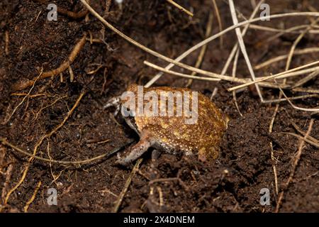 A Bushveld rain frog, also known as a common rain frog (Breviceps adspersus), using its hindlegs to dig a hole in the soil Stock Photo