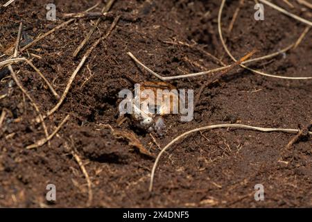 A Bushveld rain frog, also known as a common rain frog (Breviceps adspersus), using its hindlegs to dig a hole in the soil Stock Photo