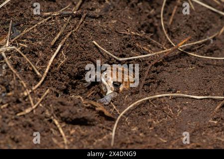 A Bushveld rain frog, also known as a common rain frog (Breviceps adspersus), using its hindlegs to dig a hole in the soil Stock Photo