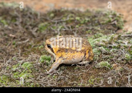 A Bushveld rain frog, also known as the common rain frog (Breviceps adspersus) running across the surface Stock Photo