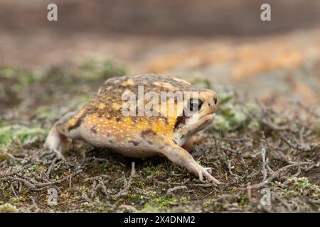 A Bushveld rain frog, also known as the common rain frog (Breviceps adspersus) running across the surface Stock Photo