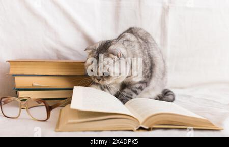 Cute cat plays with glasses and open books close up Stock Photo