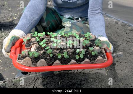 A woman holds radish seedlings in trays on a tray in her hands. Garden. Stock Photo