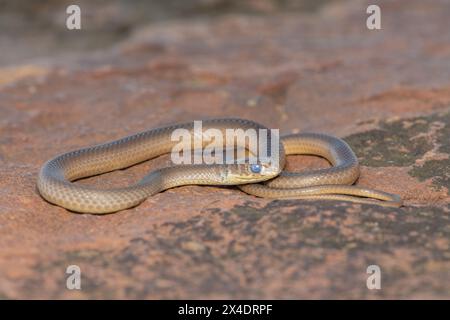 Short-snouted Grass Snake (Psammophis brevirostris) about to shed its skin Stock Photo
