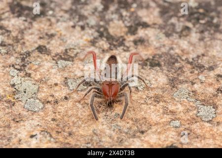 Close-up of a beautiful Red-legged solifuge (Solpugema sp) in the wild Stock Photo