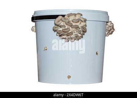 Clusters of brown oyster mushrooms sprouting through a home-growing oyster mushroom kit Stock Photo