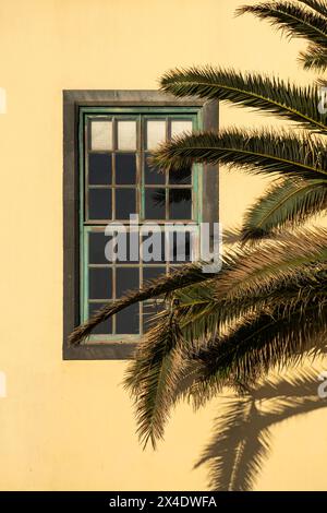 Palm tree in front of sash window Stock Photo