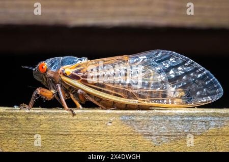 Profile view of Riley's 13-year Cicada (Magicicada tredecim). Raleigh, North Carolina. Stock Photo