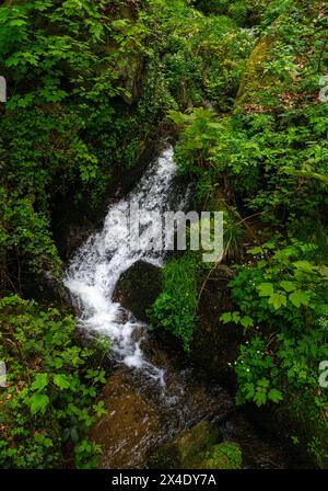 The Gaishöll waterfalls near Sasbachwalden in the Black Forest. Baden Wuerttemberg, Germany, Europe Stock Photo