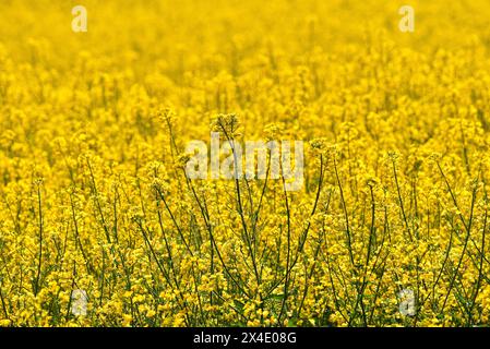 Field of Rapeseed (Brassica napus) in Limagne, Auvergne, France, Europe ...