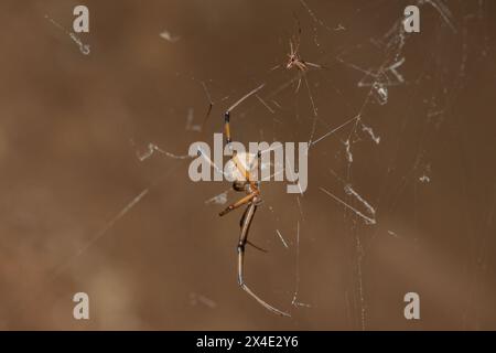 Size comparison between a male and female Brown Button spider ...