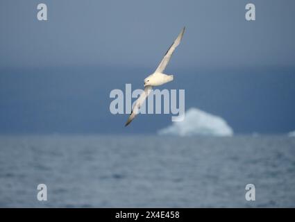 Northern Fulmar, also called Arctic Fulmar (Fulmarus glacialis) near in the Sullorsuaq Fjord and Disko Island, northwest coast of Greenland. Greenland Stock Photo