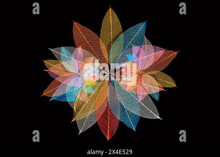 Multi-colored skeleton leaves arranged in radial pattern Stock Photo