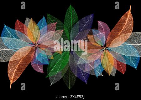 Multi-colored skeleton leaves arranged in radial pattern Stock Photo