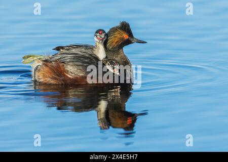 USA, Colorado, North Park, eared grebe with chicks Stock Photo