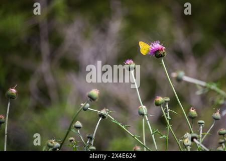 A yellow butterfly is perched on a purple thistle flower, with several buds and other thistles surrounding it in different stages of bloom. Stock Photo